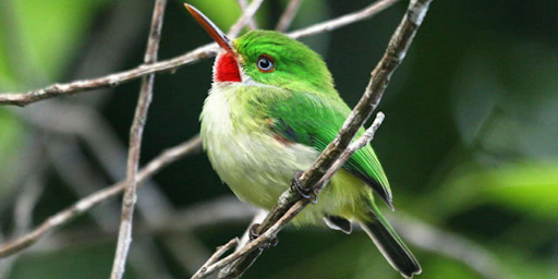 A stubby green bird with a pale belly resting on a twig