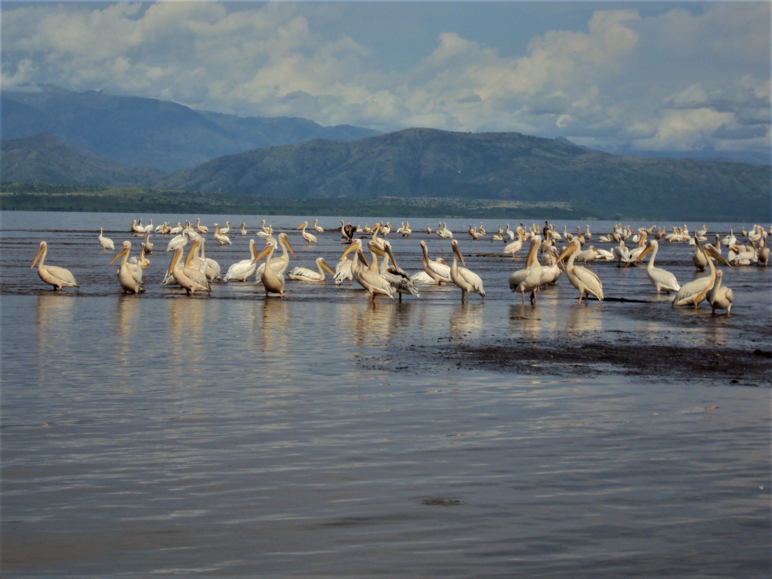 Pelicans on a body of water in Ethiopia