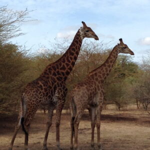 Two giraffes in a sanctuary
