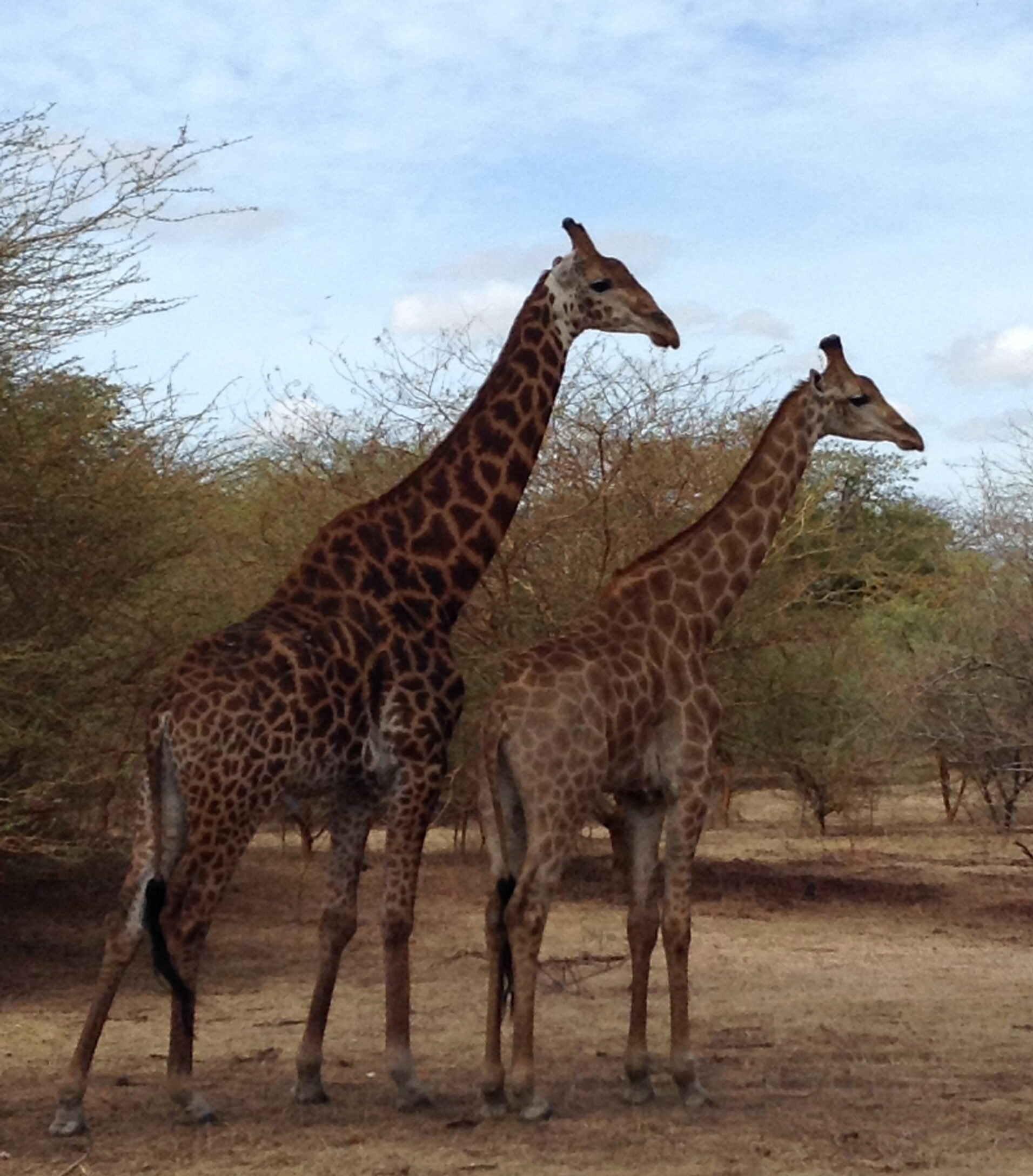 Two giraffes in a sanctuary