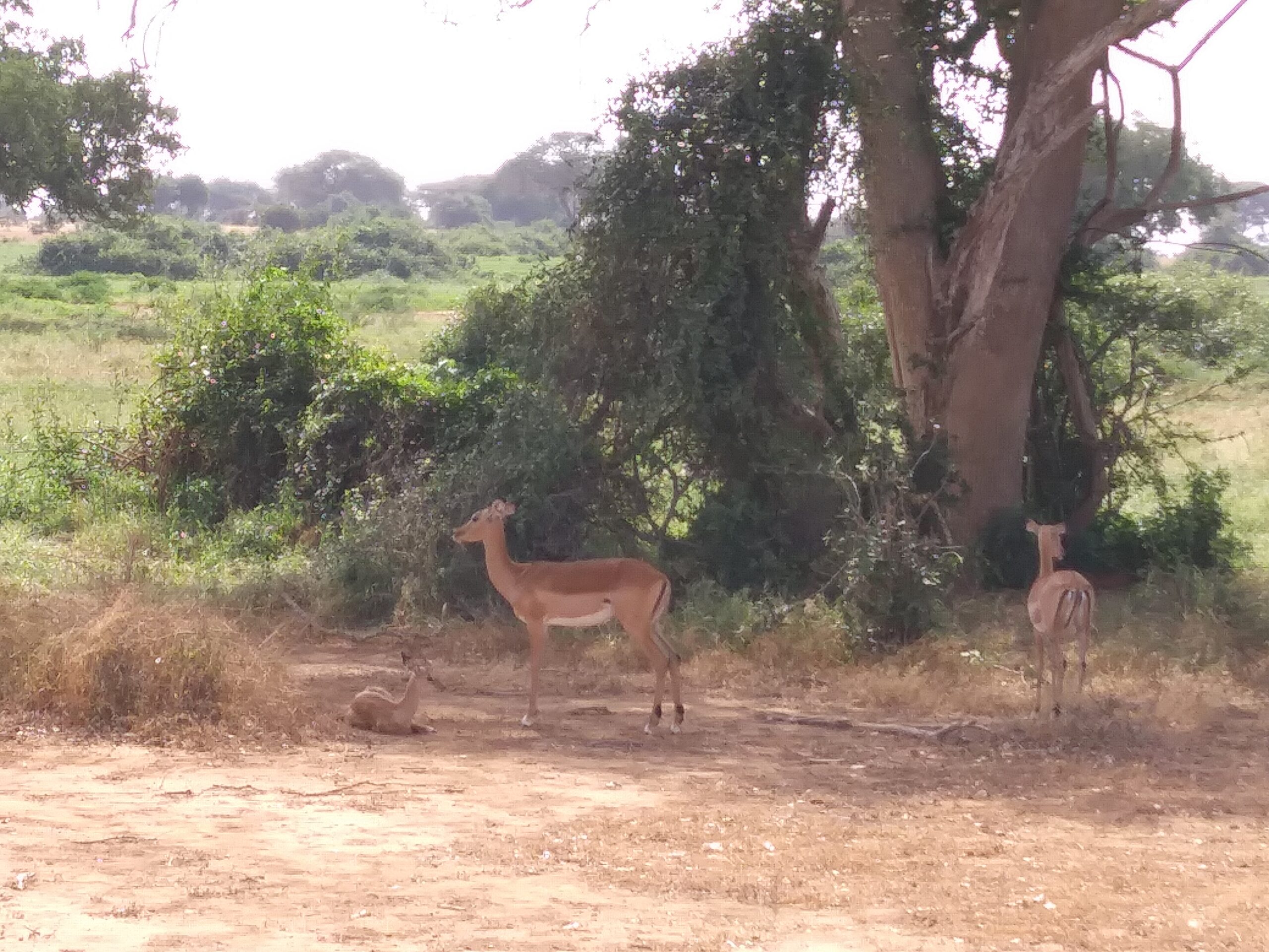 Deer in a Kenyan field