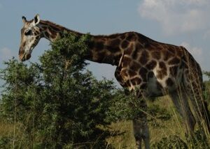 Tanzania