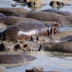 A group of hippos bathing in a body of water