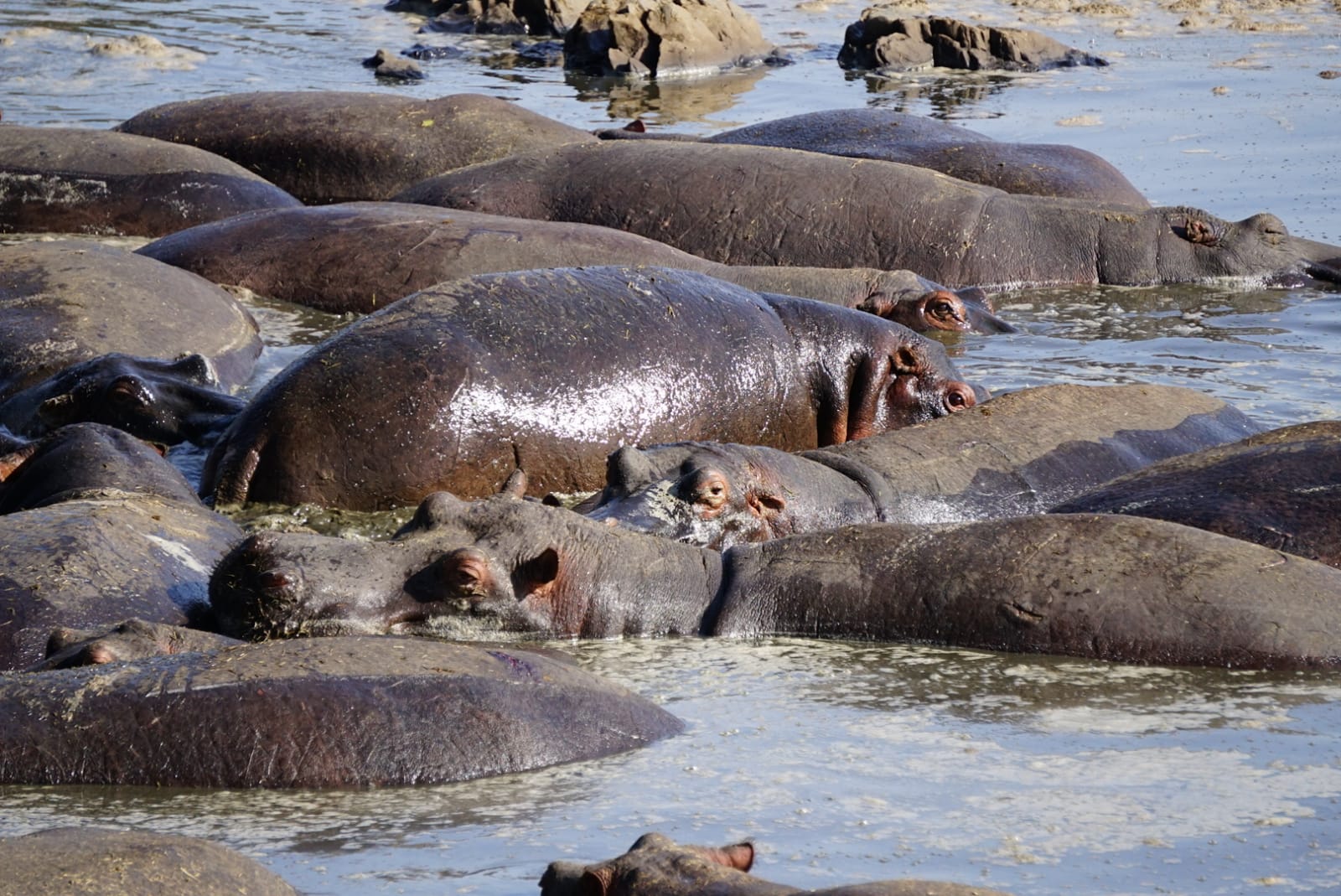 A group of hippos bathing in a body of water