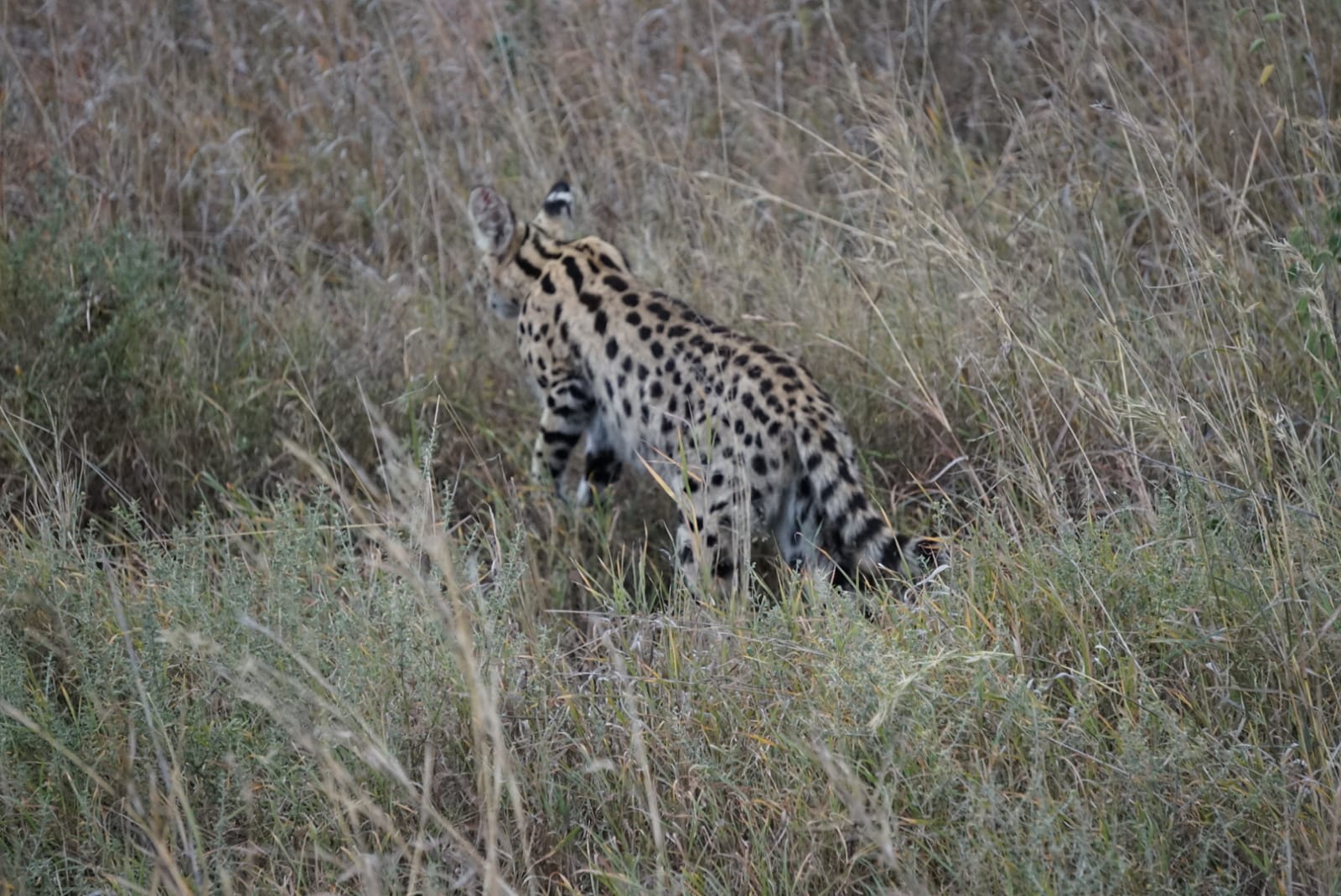 12-Day Trip to Tanzania - Image 2