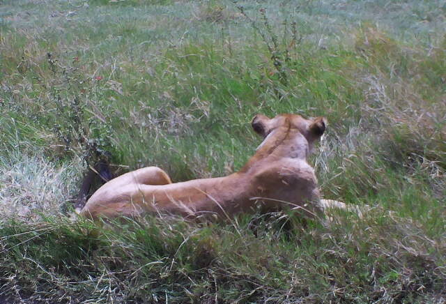 12-Day Trip to Tanzania - Image 4