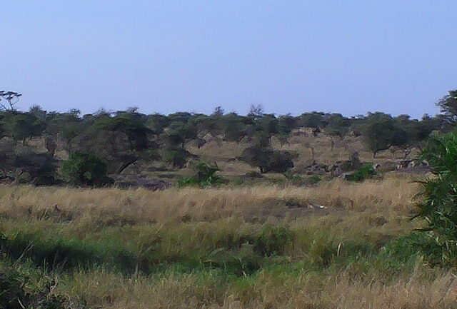 Serengeti landscape