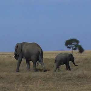Two elephants in a field
