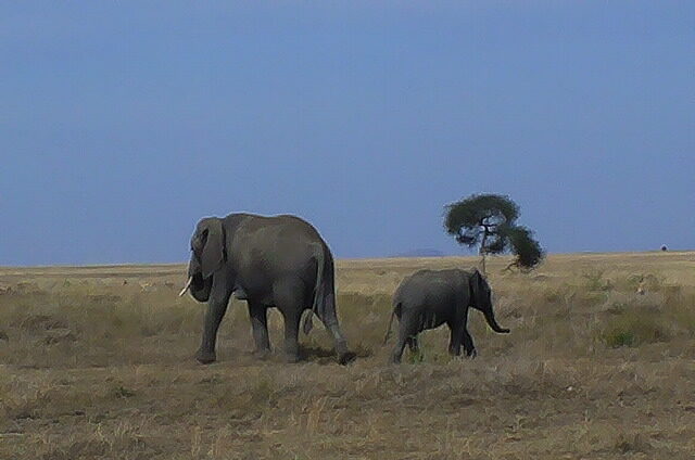 Two elephants in a field
