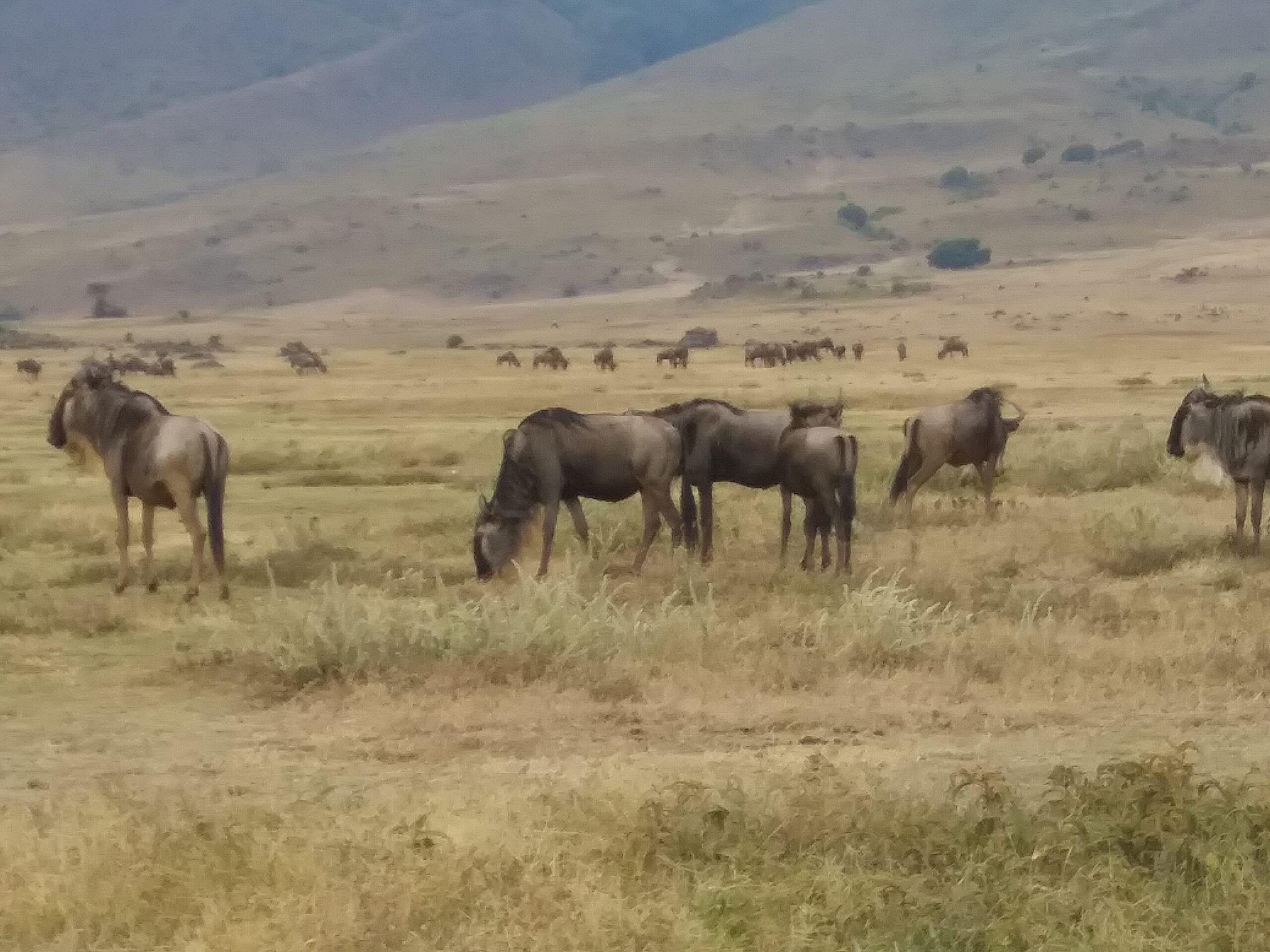 12-Day Trip to Tanzania - Image 3