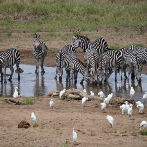 A group of zebras and birds sip from a body of water in the serengeti