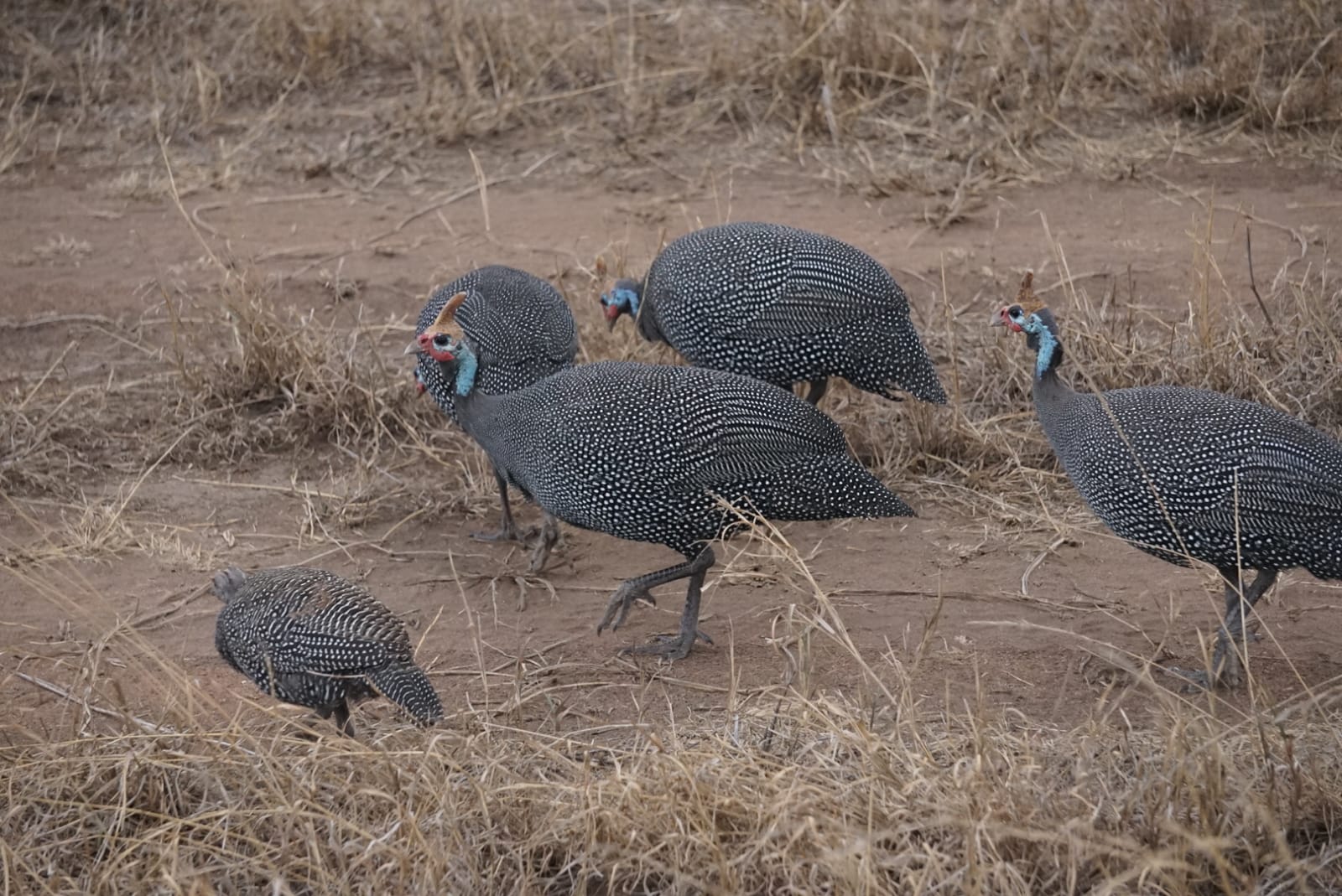 Birds in the wild