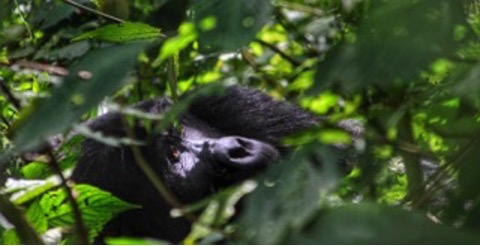 Gorilla looking up at the sky from a leafy area