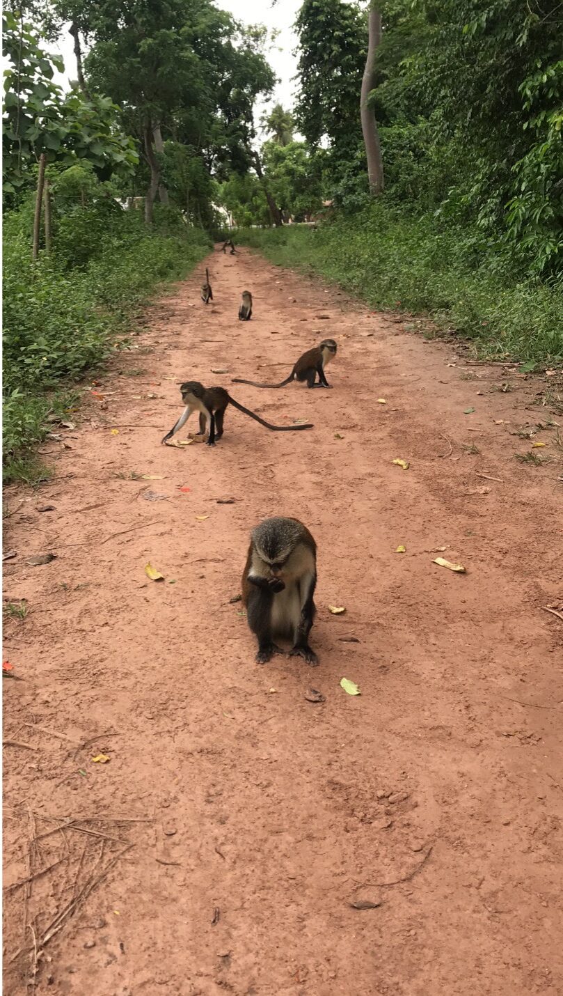 Monkeys on a dirt road