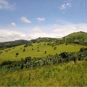 A green grassy field in Uganda