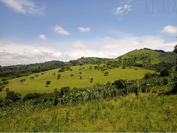 A green grassy field in Uganda