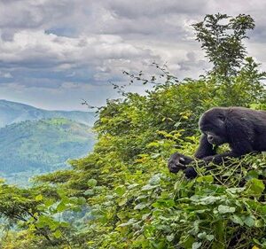 Uganda