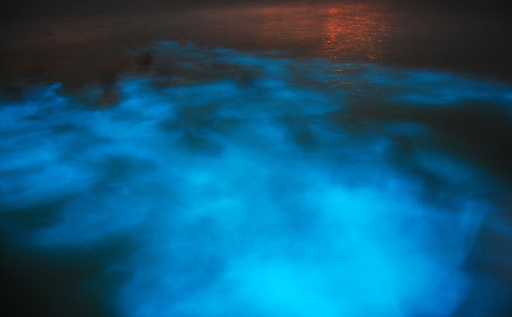 Luminous lagoon in Jamaica that shines a bright blue