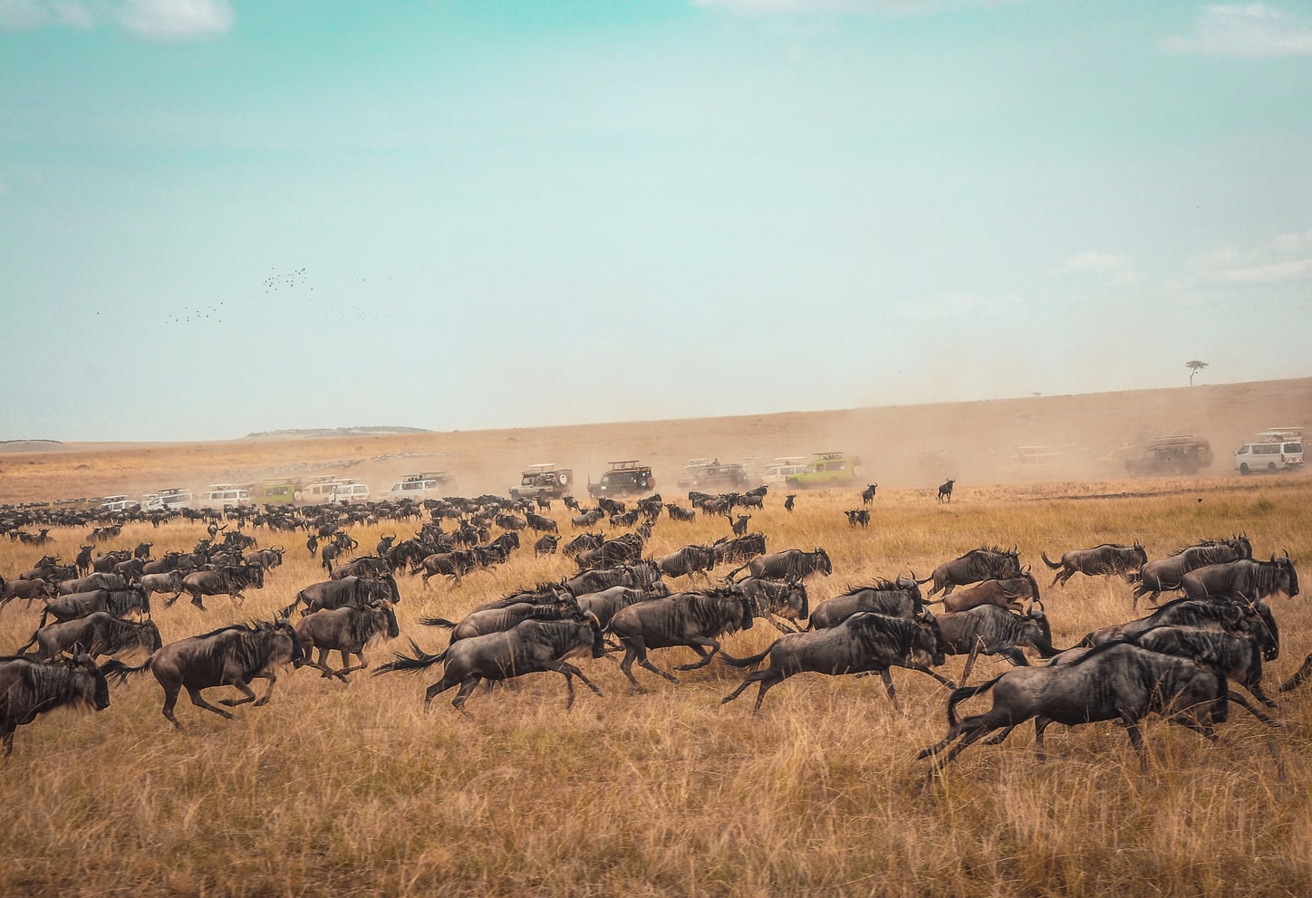 A herd of wild animals run towards the horizon on a field
