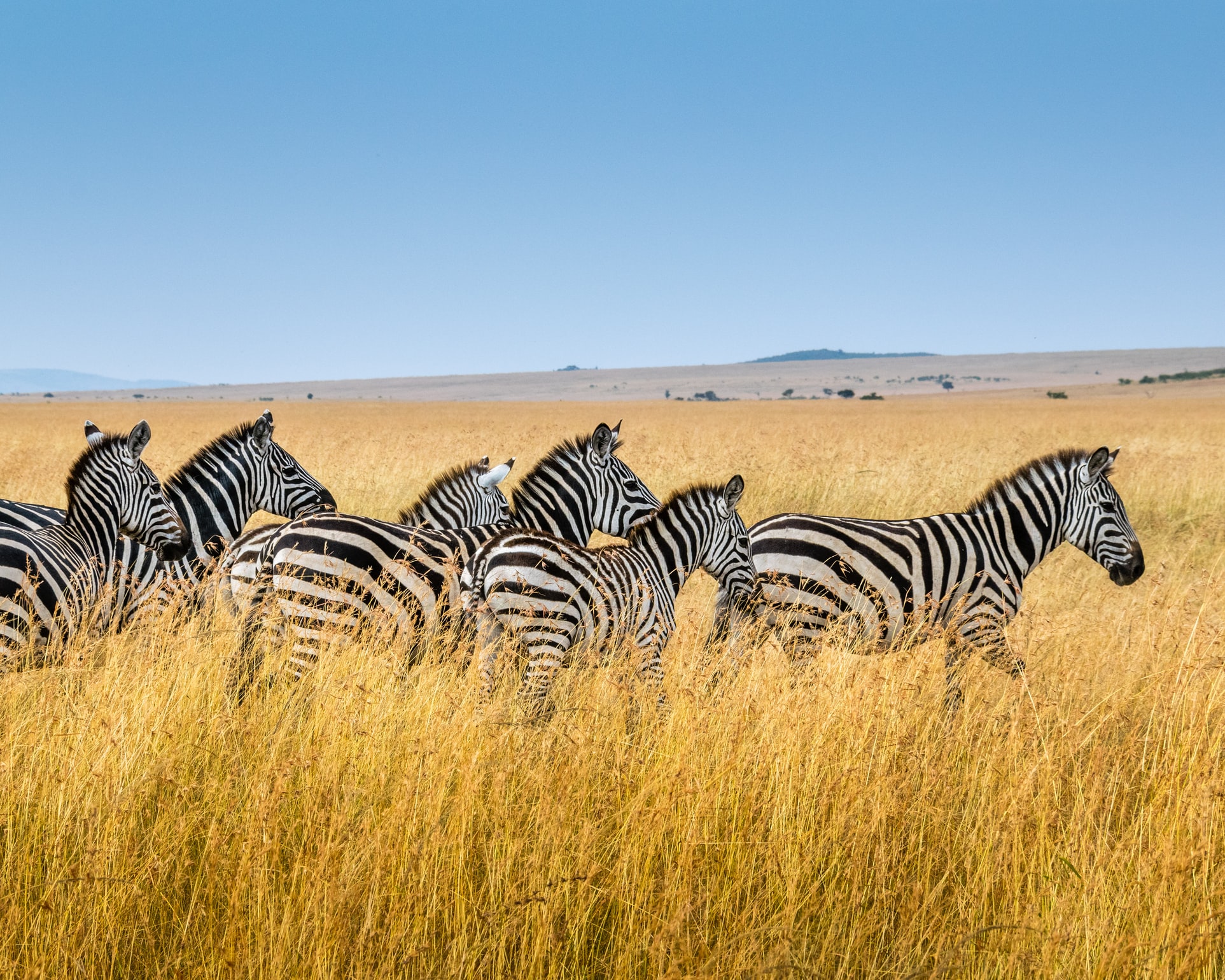 Zebra in a grass field