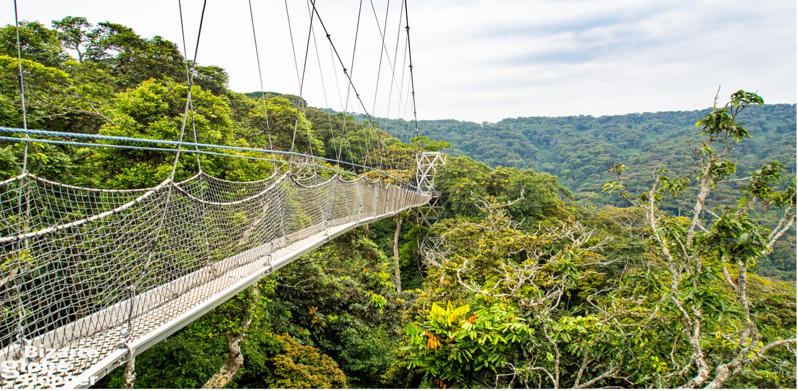 2-Day Exploration of Nyungwe National Park, Rwanda - Image 3