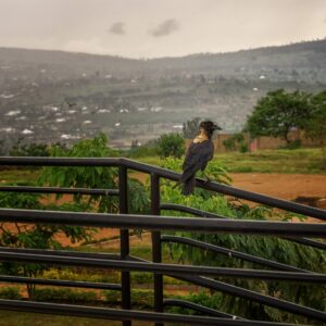 rwanda, africa, bird-5252925.jpg