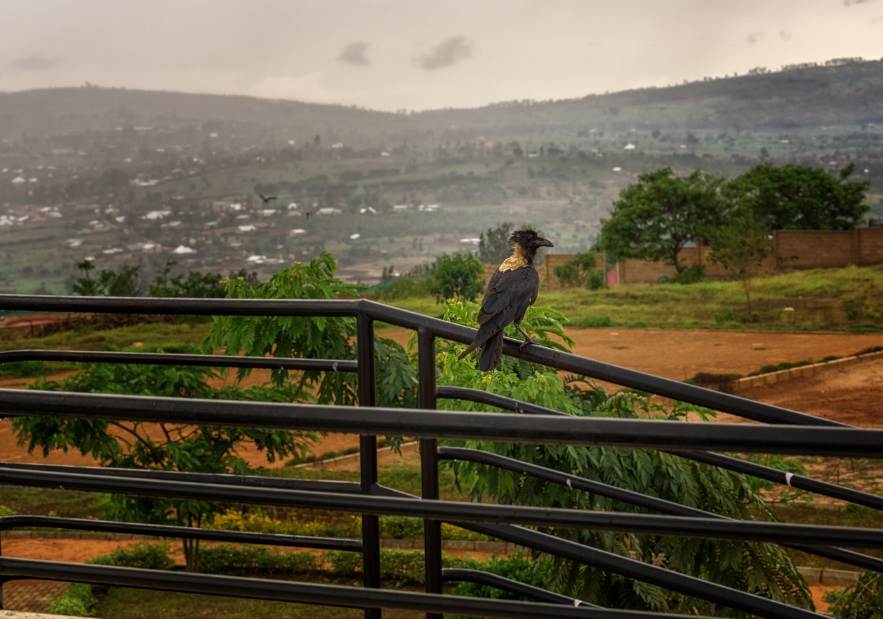 rwanda, africa, bird-5252925.jpg