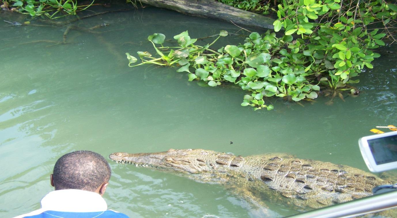 7-Day Trip to Negril - Image 8