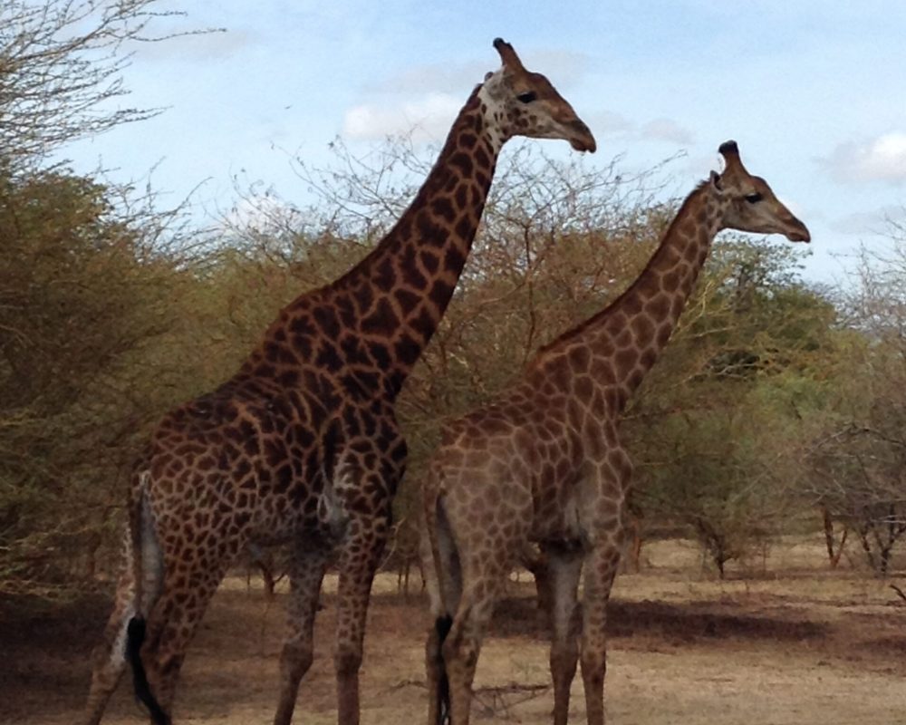 Two giraffes in a sanctuary
